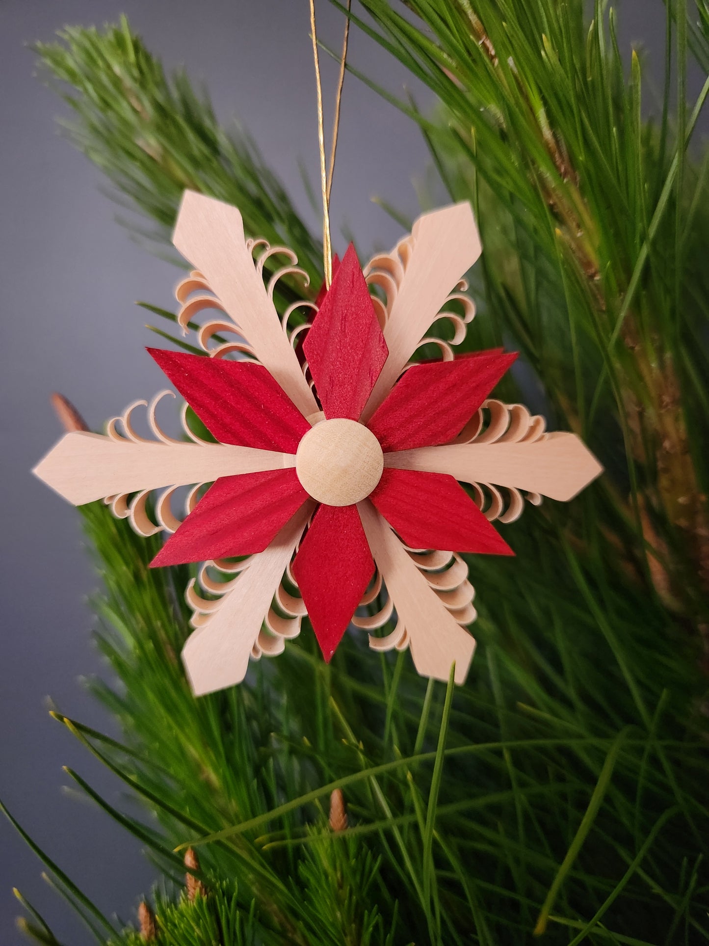 Wood Star red 'Spanstern'